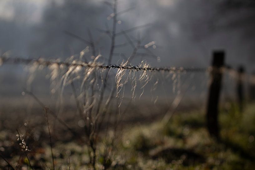 Morgennebel von ton vogels