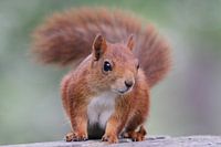 Das neugierige Eichhörnchen