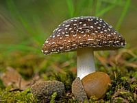 Panteramaniet paddenstoel.