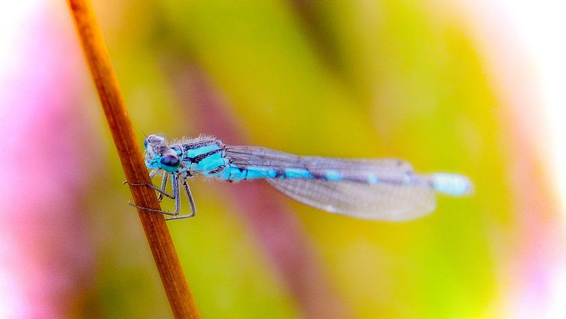 blue dragonfly by Pictures by GJ