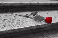 Red rose on an ancient stairs, black-white-red picture