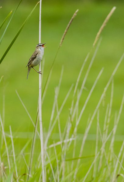 le chant de la phragmite des roseaux Acrocephalus schoenobaenus en Hollande du Nord, Pays-Bas par Martin Stevens