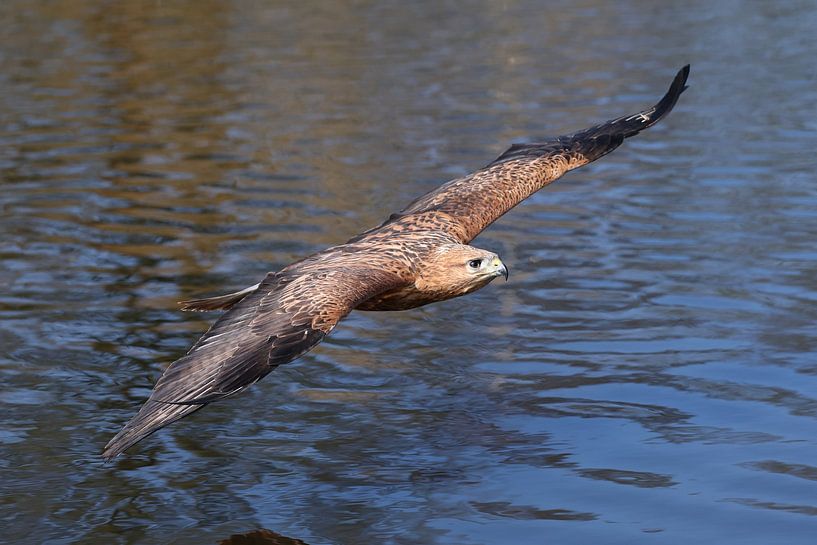Long-legged Buzzard (Buteo rufinus) by Ronald Pol