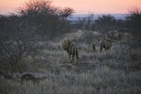 Südafrikanisches Frühstück