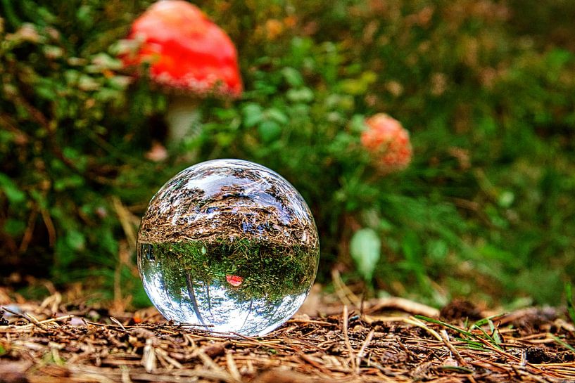 Glass ball on the ground in the forest. As background a fly agaric. by Martin Köbsch