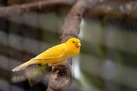 canari jaune