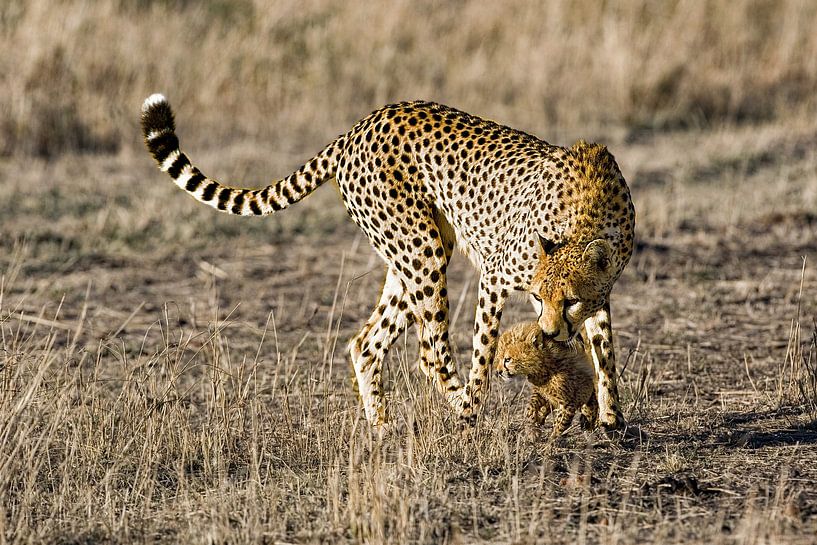 Gepardin mit Jungem von Peter Michel