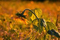 Sunflower in the evening light