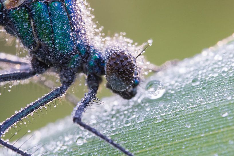 Banded Demoiselle with drops in the eye by Francois Debets