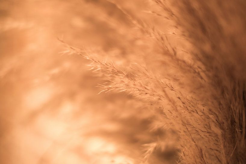 Golden Plume by Linda Hanzen