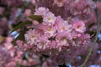 Bloeiende prunusboom