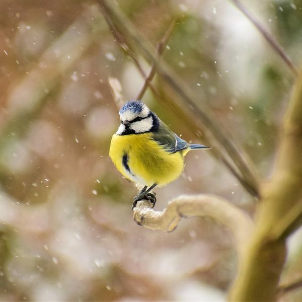Kohlmeise im Schnee von Sjoerd Naus