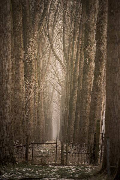 Kathedrale der Bäume von Rik Verslype