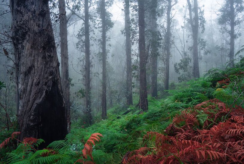 La forêt de fougères par Martin Podt