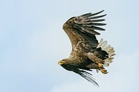 seeadler