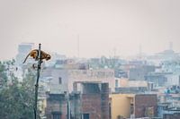Een aapje zit hoog in een antenne boven de sloppenwijk van Agra, India.