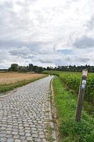 Cyclist on top of the Kwaremont