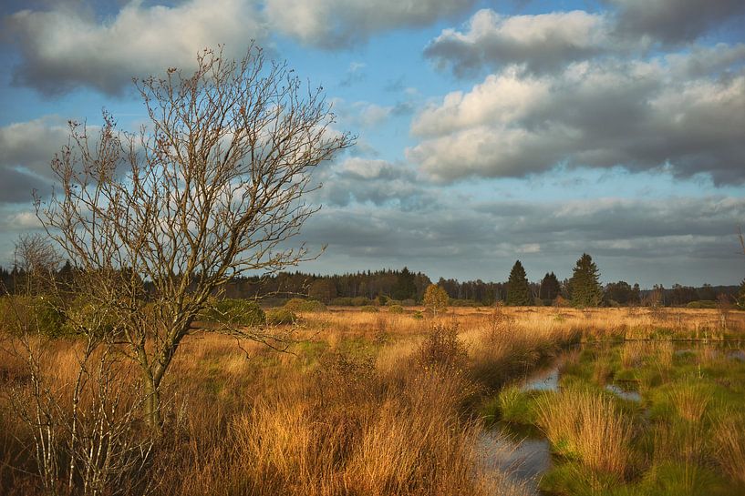 Brackvenn par Dieter Beselt