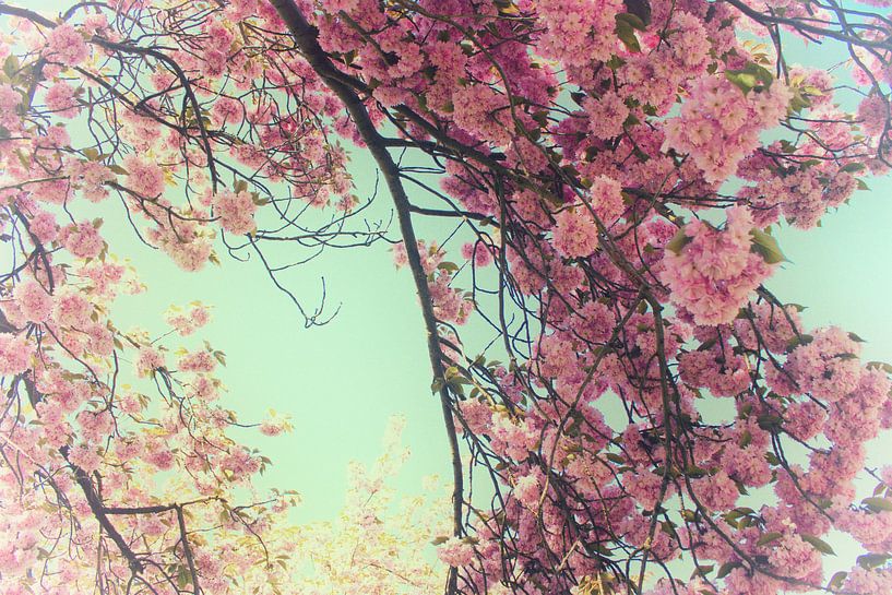 Lentebloesem by Susanne Viset