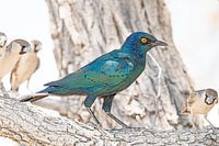 Etourneau à épaulettes dans un arbre