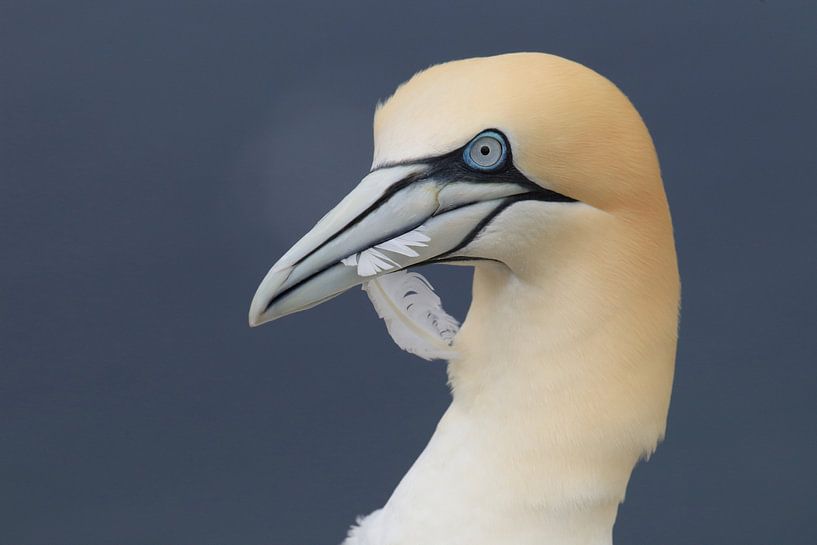 Basstölpel Insel  Helgoland Deutschland von Frank Fichtmüller
