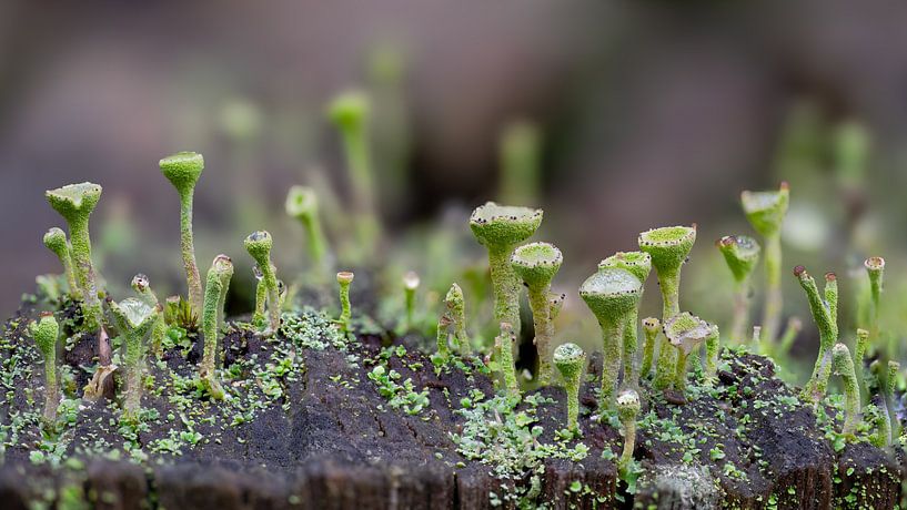 Miniatur-Wald von Lex van Doorn