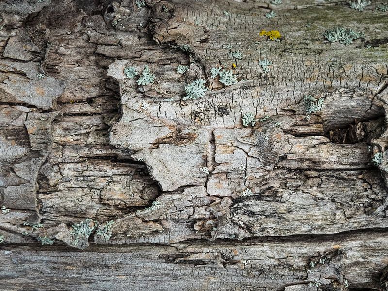 Écorce d'arbre par Martijn Tilroe