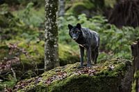 Timberwolf sur un rocher