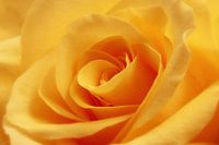 Yellow rose