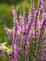 Blooming purple flowers with bumblebee (Big Cattail)