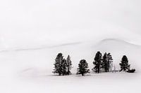Groep dennen in winters Yellowstone National Park