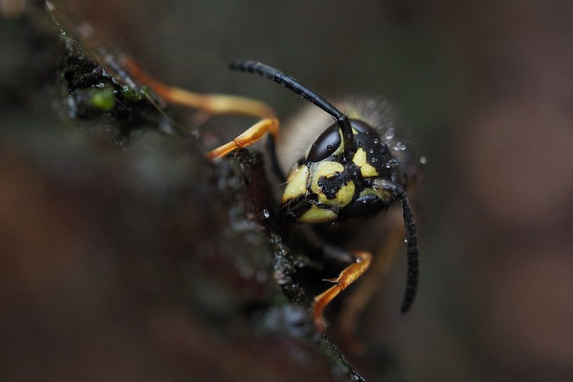 Wasp on a tree trunk. by Astrid Brouwers