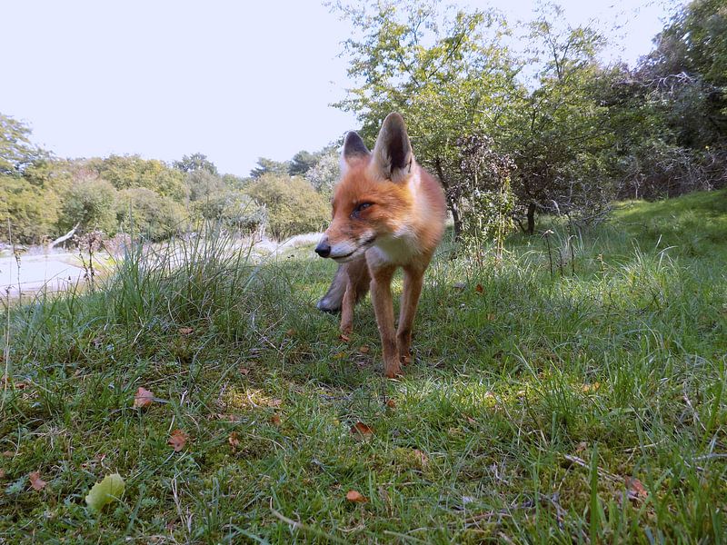 Beautyfull Fox ( Col. 2015 ) par Jan van Bruggen