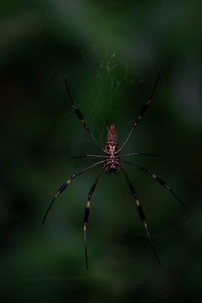 Araignée à roue dorée - Le maître tisserand de la forêt tropicale par Rick Massar