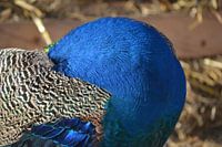 Peacock Superblue Feathers