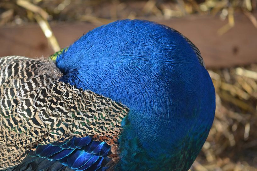 Peacock Superblue Feathers par Art Kleisen