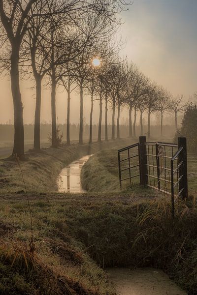 Bomenlaan par Moetwil en van Dijk - Fotografie