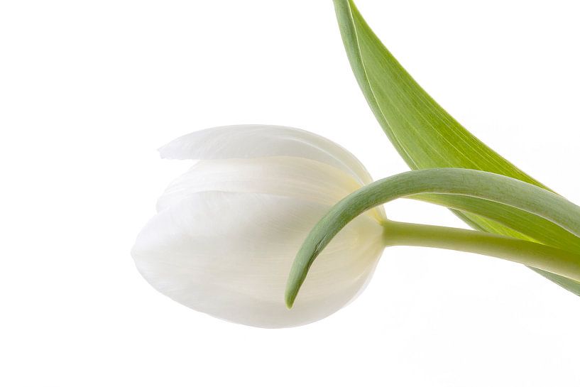 Tulp /Tulip van Tanja van Beuningen