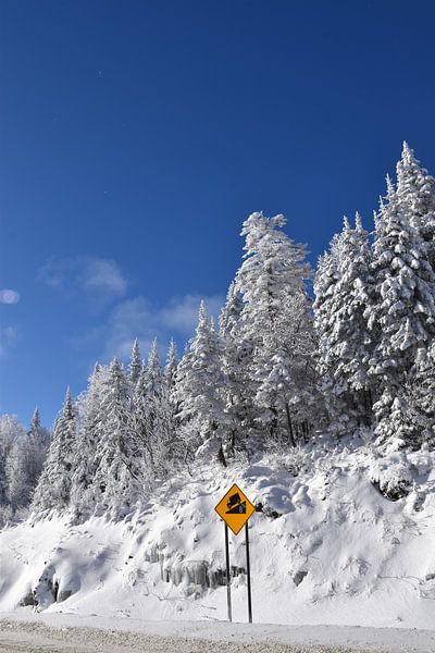 Vereiste Bäume im Winter von Claude Laprise