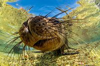 California sea lion in La Paz