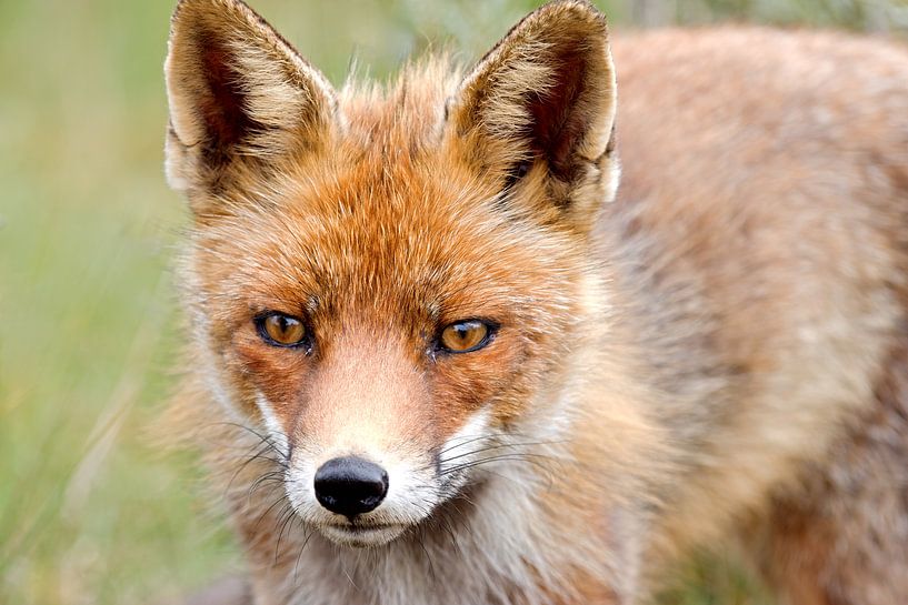 Nieuwsgierige vos von W J Kok