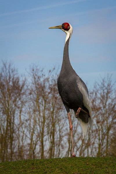 White-Necked Crane by Suzanne Schoepe