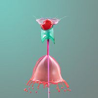 Water drop photography