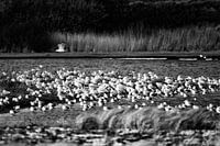 Mouettes dans le polder de Kroon sur Vlieland.