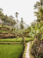 Tegalalang Rizière en terrasse / rizières Ubud Bali