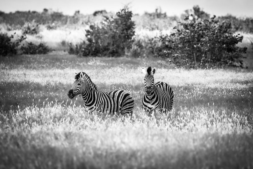Zwei Zebras wandern durch die Grasebenen des Etoscha-Nationalparks in Namibia. von Claudio Duarte