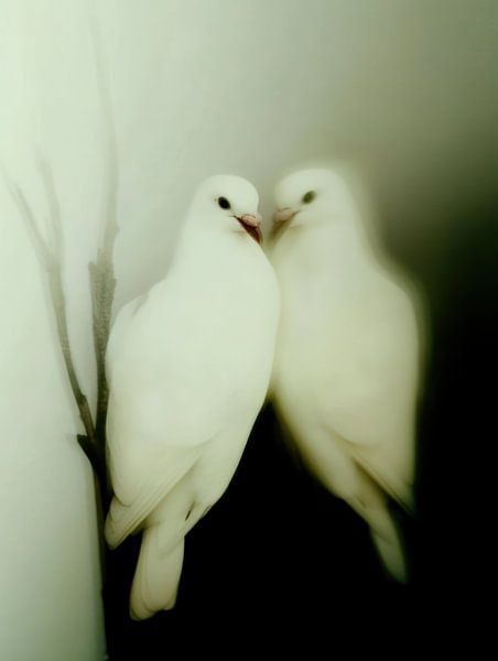 Peace doves by Franka Poulain