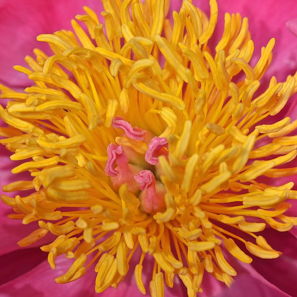 peony by Bert Bouwmeester