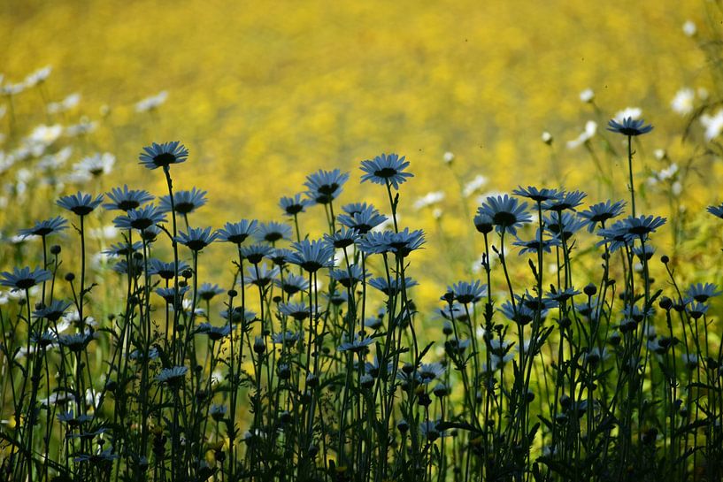Gänseblümchenblüten im Garten von Claude Laprise