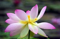 Lotosblüte - Seerose - Nelumbo